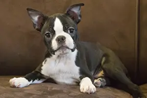 130219: Boston Terrier puppy indoors