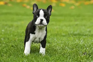 260221: Boston Terrier puppy outdoors