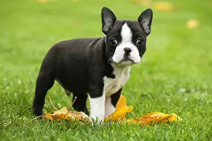 260221: Boston Terrier puppy outdoors