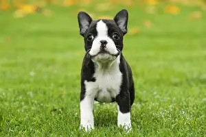 260221: Boston Terrier puppy outdoors