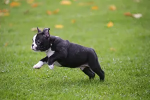 260221: Boston Terrier puppy running outdoors