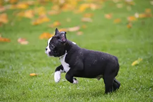 260221: Boston Terrier puppy running outdoors