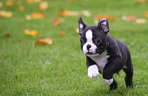260221: Boston Terrier puppy running outdoors