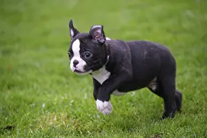 260221: Boston Terrier puppy running outdoors