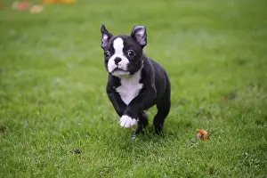 260221: Boston Terrier puppy running outdoors