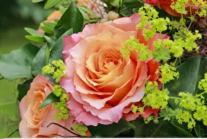 Blume: Botanik, Blumenstrauss Detail Arrangement, Blume
