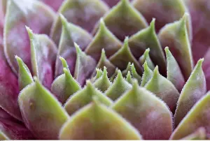 Sempervivum: Botanik, Dachwurz-botany, common houseleek, succulent
