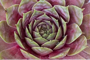 Sempervivum: Botanik, Dachwurz-botany, common houseleek, succulent