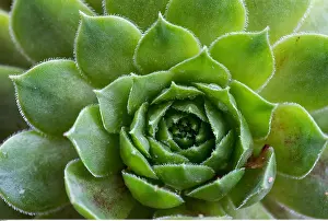 Sempervivum: Botanik, Dachwurz-botany, common houseleek, succulent
