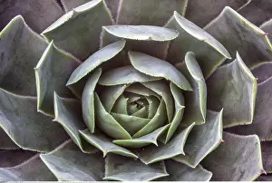 Radial: Botanik, Dickblattgew??chse (Crassulaceae), -botany
