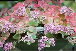 Sedum: Botanik, Fetthenne-botany, sedum, blossom, flower