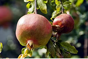 Punica: Botanik, Granatapfel, (Punica granatum)