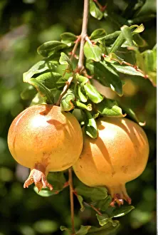 Punica: Botanik, Grenadine (Punica granatum)