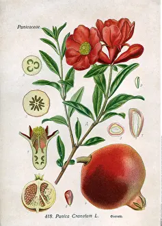 Punica: Botanik hist. Obst, Granatapfel (Punica Cranatum