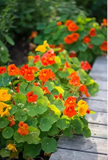 Garten: Botanik, Kapuzinerkresse am Holzterrasse-botany
