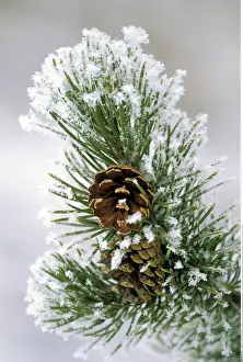 Pinus: Botanik, Kiefern, Drehkiefer, (Pinus contorta)