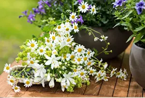 Garten: Botanik, Kombination von blauen Pflanzen-botany