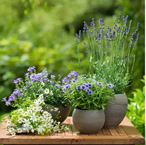 Campanula: Botanik, Kombination von blauen Pflanzen-botany