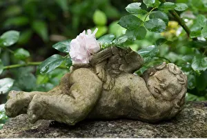 Garten: Botanik, liegender Steinengel-botany, reclining
