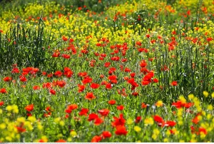 Papaver: Botanik, Mohnblume, Mohn, Klatsch Mohn, Papaver