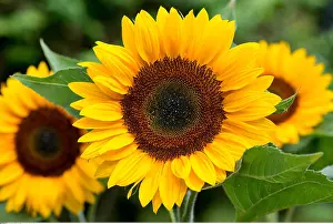 Gelb: Botanik, Sonnenblume-botany, sunflower, blossom