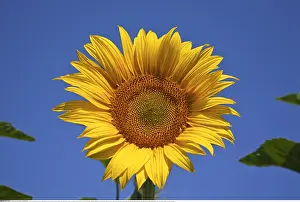Cote: Botanik, Sonnenblume (Helianthus), Provence-Alpes-Cote