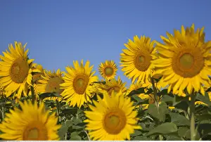 Rhone: Botanik, Sonnenblume (Helianthus), Lamotte-du-Rhone