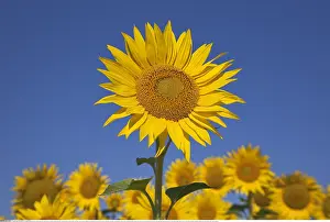 Helianthus: Botanik, Sonnenblume (Helianthus), Lamotte-du-Rhone