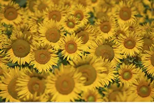 Helianthus: Botanik, Sonnenblume (Helianthus), Lamotte-du-Rhone
