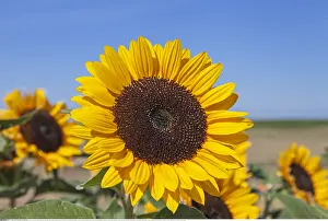 Einem: Botanik, Sonnenblume (Helianthus annuus), auf einem