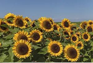 Annuus: Botanik, Sonnenblume (Helianthus annuus), auf einem