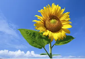Annuus: Botanik, Sonnenblume, Helianthus annuus, Sunflower