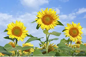 Annuus: Botanik, Sonnenblumen Feld, Schweiz-botany, sunflower