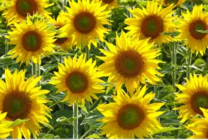 Annuus: Botanik, Sonnenblumen, Helianthus annuus, Sunflower