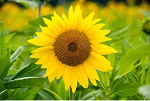 Botanik: Botanik, Sonnenblumenfeld-botany, sunflower field