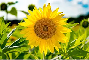 Botanik: Botanik, Sonnenblumenfeld-botany, sunflower field
