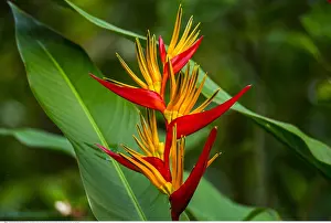 Dschungel: Botanik, Strelizien (Strelitziaceae), Thailand