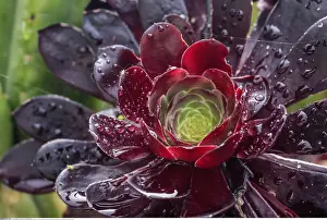 Aeonium: Botanik, Sukkulente (Aeonium arboreum) nach dem