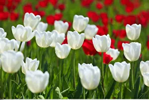 Konstanz: Botanik, Tulpe, Tulipa, Tulip, Insel Mainau, Konstanz