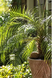 Garten: Botanik, Zwergdattelpalme auf der Terrasse-botany