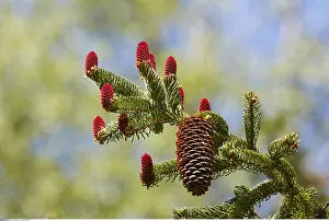 Savoie: botany, Pine cones in spring, Chamonix, France