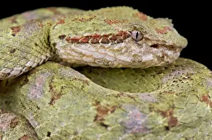 Bothrops: Bothriechis schlegelii Bothrops schlegelii
