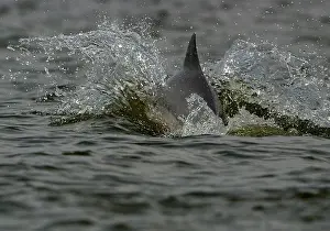 Boto: Boto / Amazon River / Pink dolphin