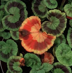 Chlorosis: Botrytis leaf spot on Geranium