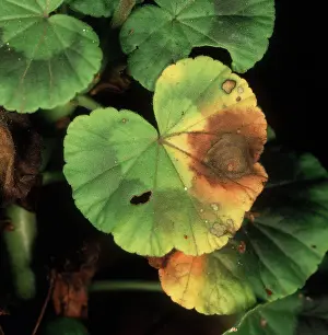 Chlorosis: Botrytis leaf spot zonal geranium
