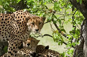 Disturbed: Botswana, Africa. Cheetahs rest in the shade