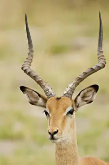 Edwards: Botswana, Africa. Male impala with beautiful