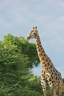 Edwards: Botswana, Africa. Masai Giraffe in warm