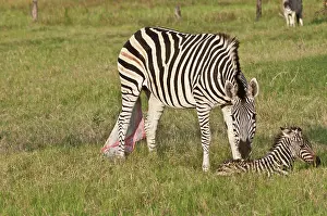 Edwards: Botswana, Africa. Newborn Zebra foal is