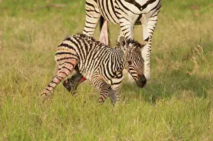Edwards: Botswana, Africa. Newborn Zebra foal walks